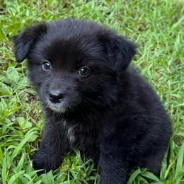Woody - Black tri male Miniature Australian Shepherd puppy in Patterson, North Carolina from DreamLine Aussies