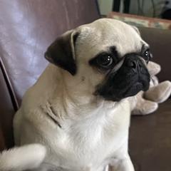 Reni - Pug