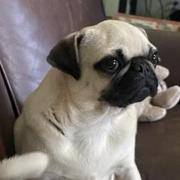 Reni - Pug