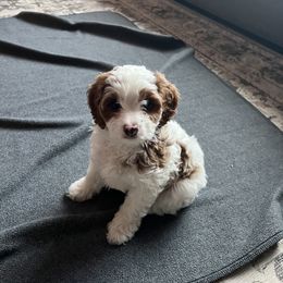 Cavapoo Puppies from Poseydoodle