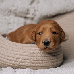Ruby - Red  female Goldendoodle puppy in Duncan, South Carolina from Abner Creek Poodles & Doodles