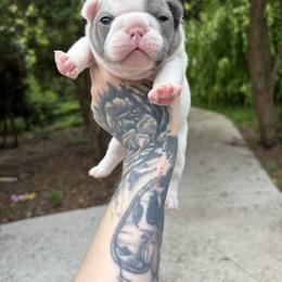 French Bulldog Puppies from Top Billin' Frenchies, LLC