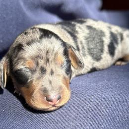 Male 2 - Dapple male Dachshund puppy in El Campo, Texas from Creamer Creek Kennel