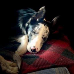 Border Collie Puppies from By Design Farm