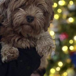 Gigi - Havanese