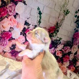 Blue and tan Merle Parti - Professor - Blue merle male Pomeranian puppy in Maynardville, Tennessee from Knox Posh Poms