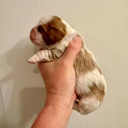 Della - Blenheim female Cavalier King Charles Spaniel puppy in Eatonton, Georgia from TNT Puppies