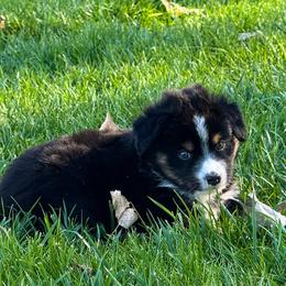 Sage - Black tri male Miniature Australian Shepherd puppy in Blackfoot, Idaho from Bellewynd Acres
