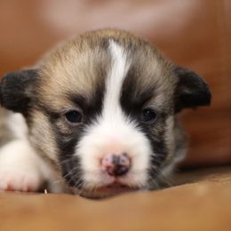 Pembroke Welsh Corgi Puppies from Ayers Acres Corgis