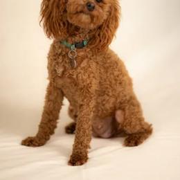 Ruby - Poodle