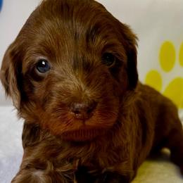 Lexus BLUE EYE - Chocolate merle female Bernedoodle puppy in Horseshoe Bend, Idaho from Over the Moon Poodles and Doodles