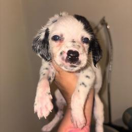 Green collar boy - White and black male Dalmatian puppy in Toledo, Ohio from Exquisite Dalmatians & Standard Poodles