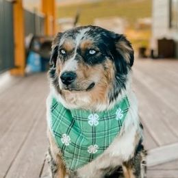 Holly - Australian Shepherd