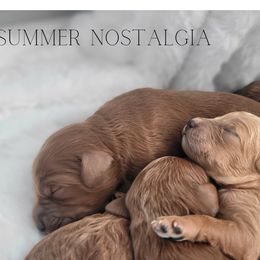 Goldendoodle puppies from Dapper Doods