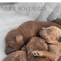 Goldendoodle puppies from Dapper Doods
