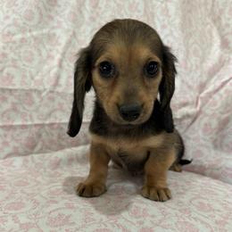 Sable female - Sable female Dachshund puppy in Galax, Virginia from Dells  Dachshund’s