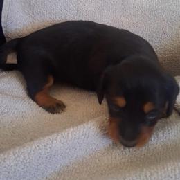 Raven - Black and tan female Dachshund puppy in Hillsville, Virginia from Bonderosa Kennels