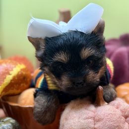 Unicorn (red band) - Black and gold female Yorkshire Terrier puppy in Tangipahoa County, Louisiana from Riche’ Louisiana Yorkies
