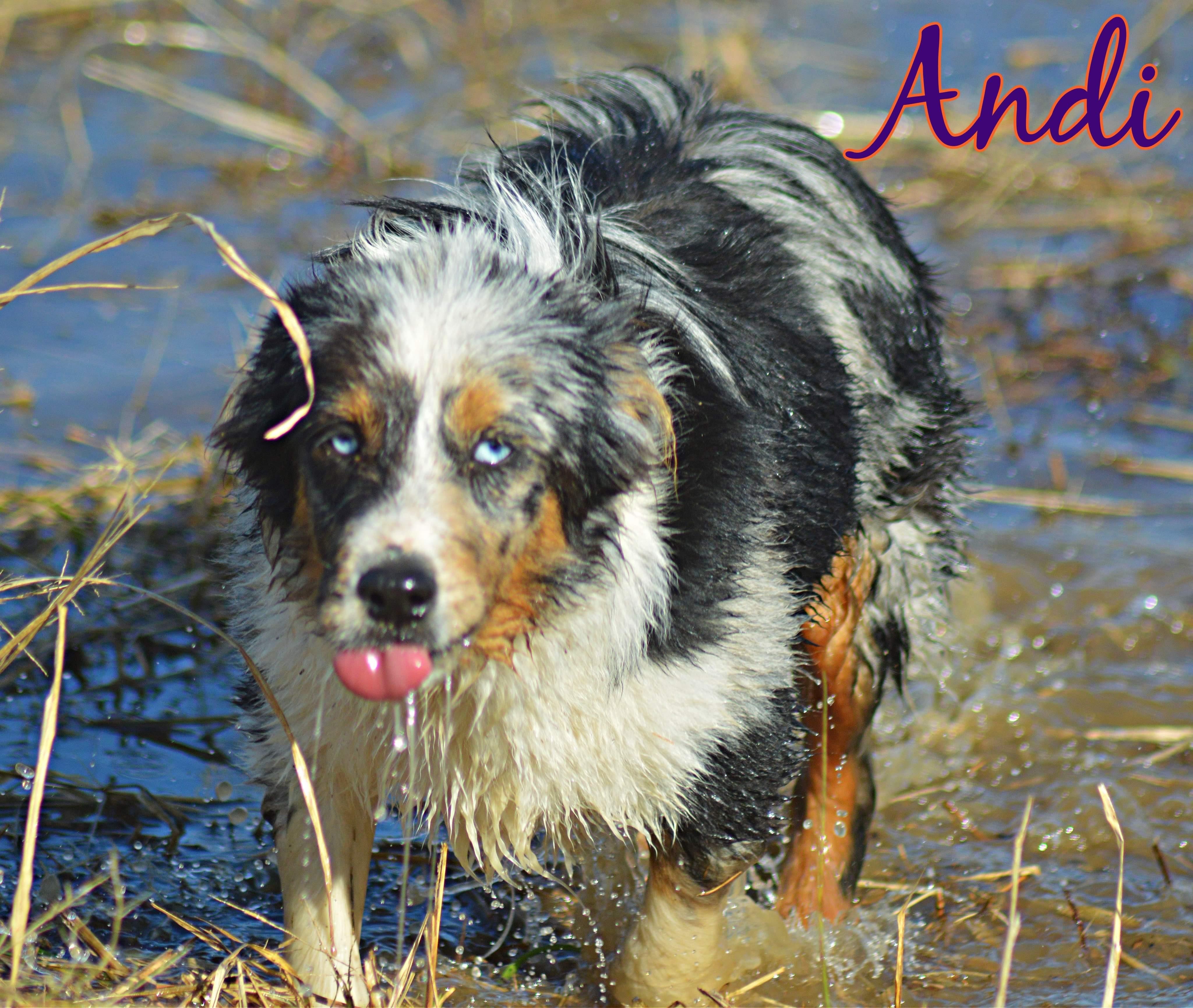 Andi