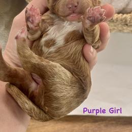 Purple Girl - Red  female Goldendoodle puppy in Lewisville, Texas from Zink Doodles