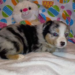 Miniature Australian Shepherd Puppies from Finndigo Mini Aussies