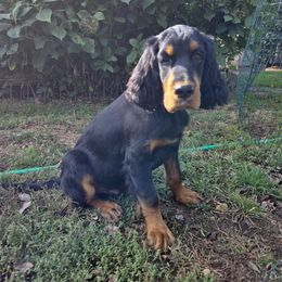Boy 2 - male Gordon Setter puppy in Levittown, New York from Noah's Ark Gordon Setters