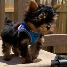 Yorkshire Terrier Puppies from Chikito's Yorkies