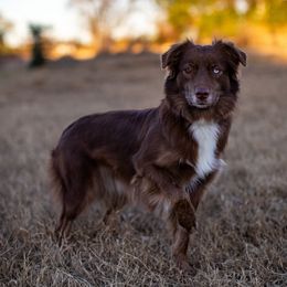 Rey - Australian Shepherd