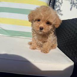 Carl - Cream male Poodle puppy in Uniondale, New York from Poodles Are Mixy