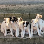 Borzoi Puppies from Ivanhoe Borzoi