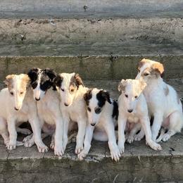 Borzoi Puppies from Ivanhoe Borzoi