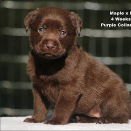 Purple - Chocolate female Labrador Retriever puppy in Huntington, Texas from Soggy Bottom Retrievers
