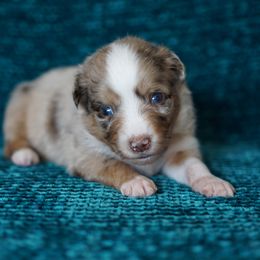 Carrera - Red merle female Miniature American Shepherd puppy in Kamuela On The Big Island, Hawaii from Royal Hawaiian Aussies LLC