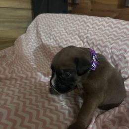 Purple girl - Fawn Boxer puppy in Center Hill, Florida from Rogers Farm’s Beloved Boxers