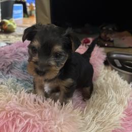 Toby Maldonado - Black and gold male Yorkshire Terrier puppy in Phoenix, Arizona from Coursey’s Yorkies