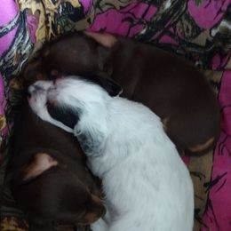 Dachshund Puppies from K&L Dachshund