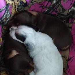 Dachshund Puppies from K&L Dachshund