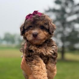 Hope - Phantom female Poodle puppy in Kalamazoo, Michigan from Creekside Ranch