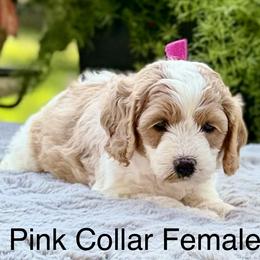 Pink Collar - Apricot female Australian Labradoodle puppy in Coeur D'alene, Idaho from Lake City Labradoodles