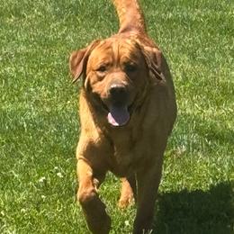 Labrador Retriever puppies from Cary’s Buck Creek Farm LLC