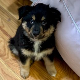 Smokey - Black tri male Miniature Australian Shepherd puppy in Harpers Ferry, West Virginia from Carter's Cuties