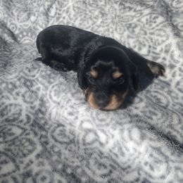 Dachshund Puppies from Katrina's Dachshunds