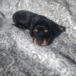 Dachshund Puppies from Katrina's Dachshunds