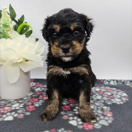 Daffodil - Phantom female Bernedoodle puppy in Granton, Wisconsin from Rose River Farms