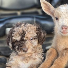 Girl 3 - Aussiedoodle puppy from Feather Branch Farm and Kennel