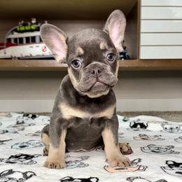 Blake - Blue male French Bulldog puppy in Colorado Springs, Colorado from Sun Mountain Frenchies