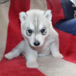 Creed - Gray and white male Siberian Husky puppy in Le Sueur, Minnesota from Tevana Siberians LLC