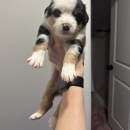 Ginny - Blue merle female Miniature Australian Shepherd puppy in Sweeny, Texas from Peach Creek Minis