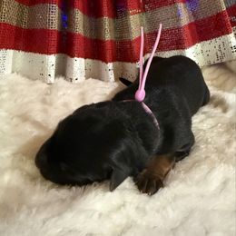 Ofelia - Black and red female German Shepherd puppy in Hillsboro, Indiana from Salty Raccoon Ranch German Shepherds