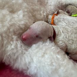 Brick red - Cream male Poodle puppy in North Port, Florida from Desert in the South Standard Poodles